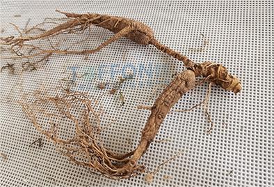 人參凍干：中藥材凍干機在凍干加工人參應(yīng)用